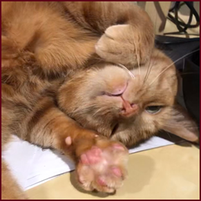 An upside down orange cat, stretching his paw out toward the camera