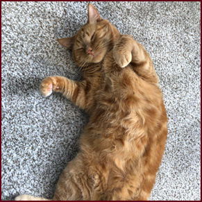 An orange cat lying on his back with his paws up, looking very happy!
